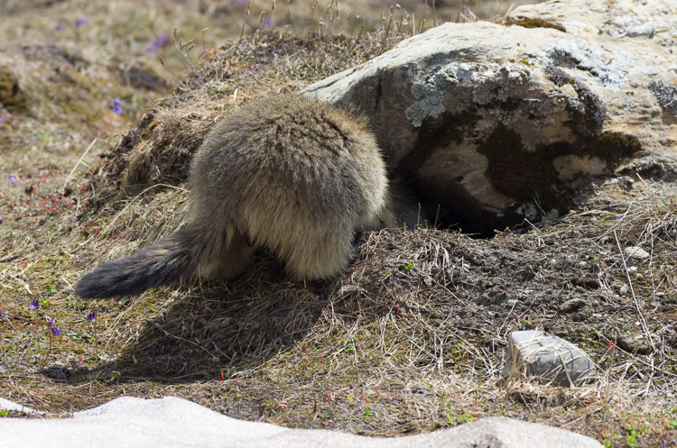 Marmot